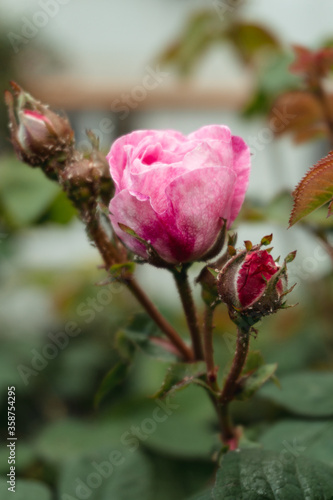 pink rose on a branch