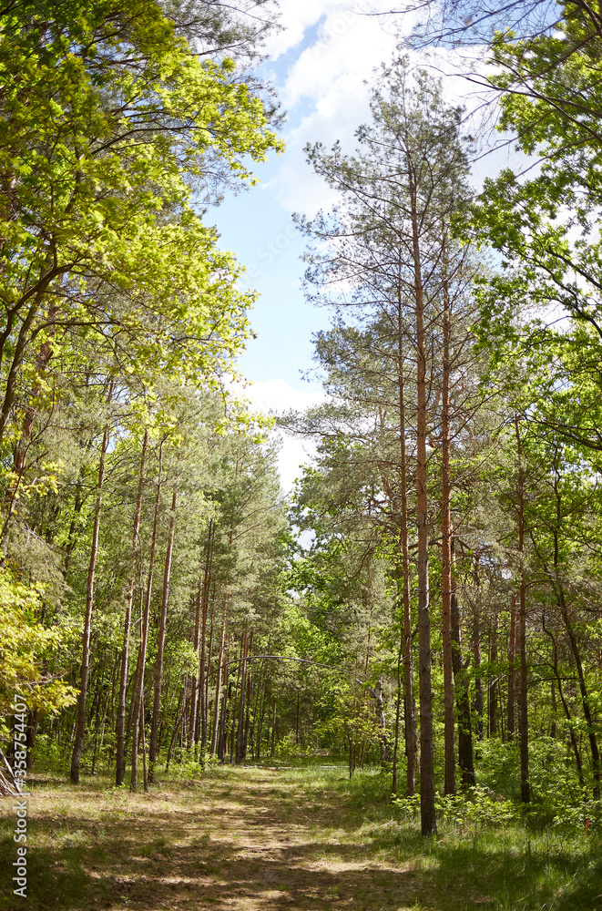 Fototapeta premium Mixed forest with fir, pine and broad-leaved trees