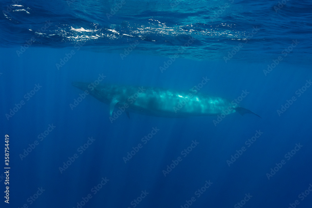 Fototapeta premium Bryde's Whale, Indian Ocean, Sri Lanka.
