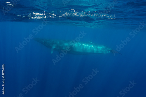 Bryde's Whale, Indian Ocean, Sri Lanka.