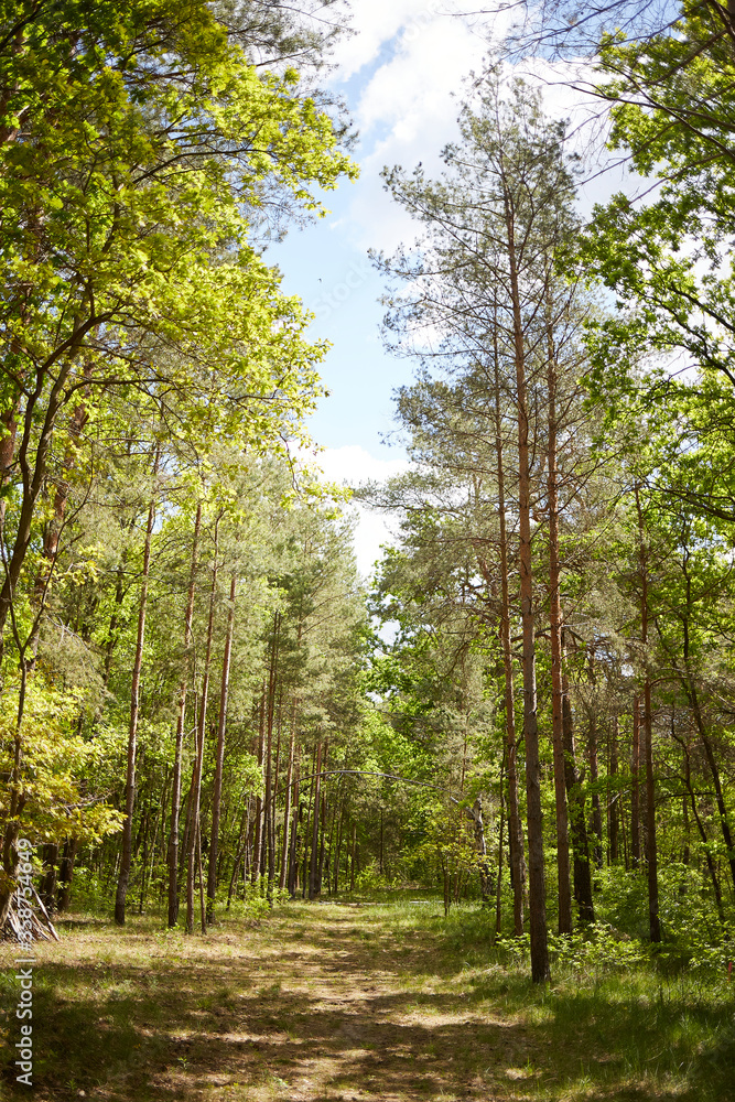 Fototapeta premium Mixed forest with fir, pine and broad-leaved trees