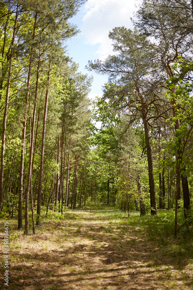 Mixed forest with fir, pine and broad-leaved trees Mixed forest with fir, pine and broad-leaved trees