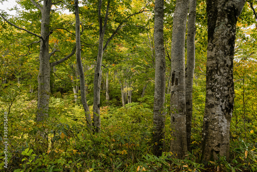 Fototapeta premium 紅葉に染まるブナの森