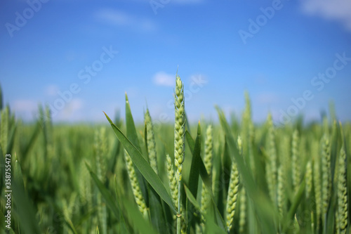 Young green spikelets of wheat in the field.