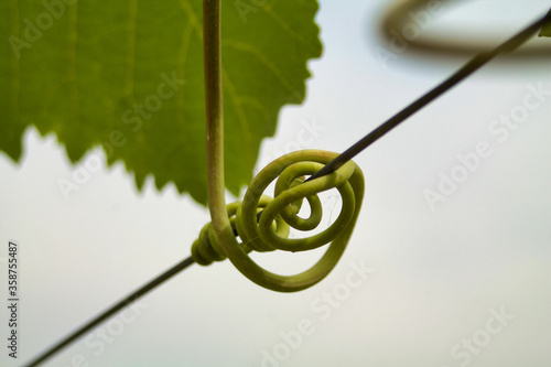 close up of  grape tendril  rolled up on support cable © raffaellagalvani