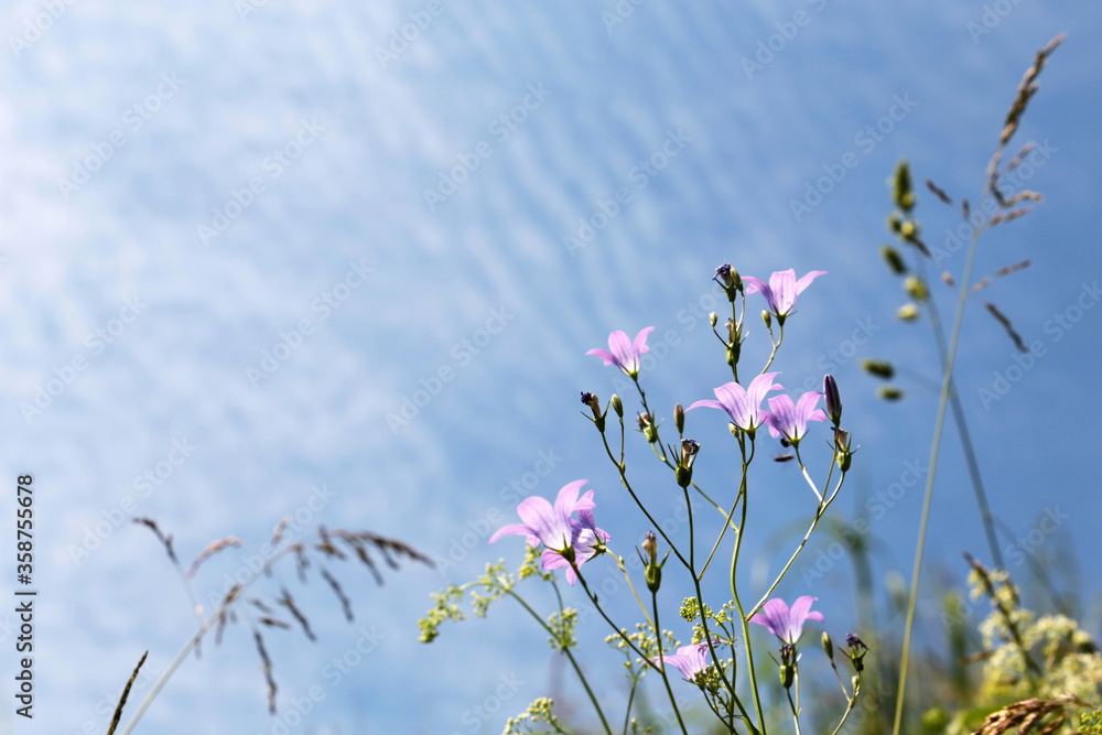 Bellflowers on blue sky background. Wildflowers on summer meadow in sunny day Bellflowers on blue sky background. Wildflowers on summer meadow in sunny day
