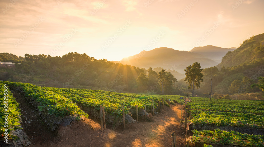 Mountain valley during sunrise. Natural summer landscape,Dawn of strawberry field at Doi Ang Khang - Chiang Mai, Thailand