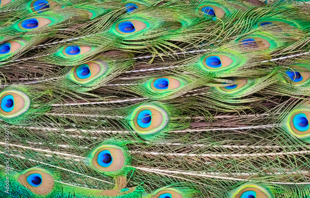 Obraz premium Plumas de Pavo Real