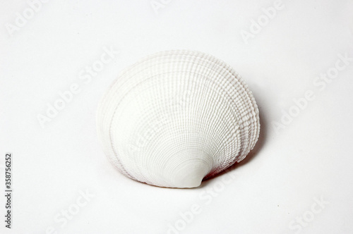 Sea Snail Shell on white background