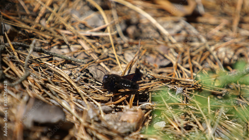 Xylocopa violacea on dry needling, summer day Xylocopa violacea on dry needling, summer day