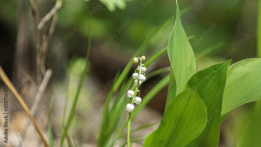lilies of the valley in forest, summer day lilies of the valley in forest, summer day