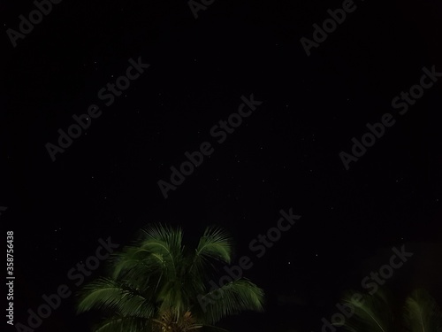 palm tree in night