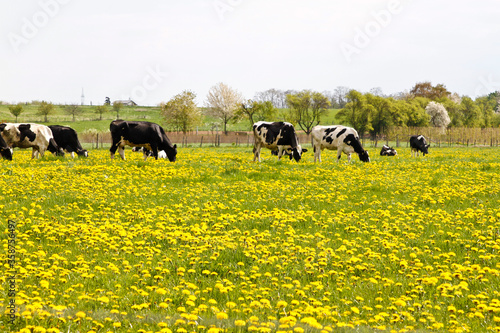Cows in a flower meadow