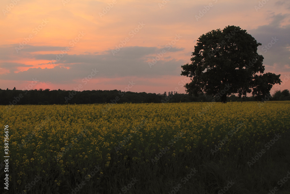Obraz premium Rape field and tree in the setting sun