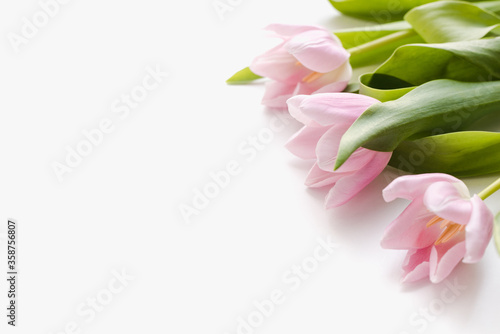 pink tulips, tulips on a white background, background with pink flowers, spring flowers, flowers for March 8