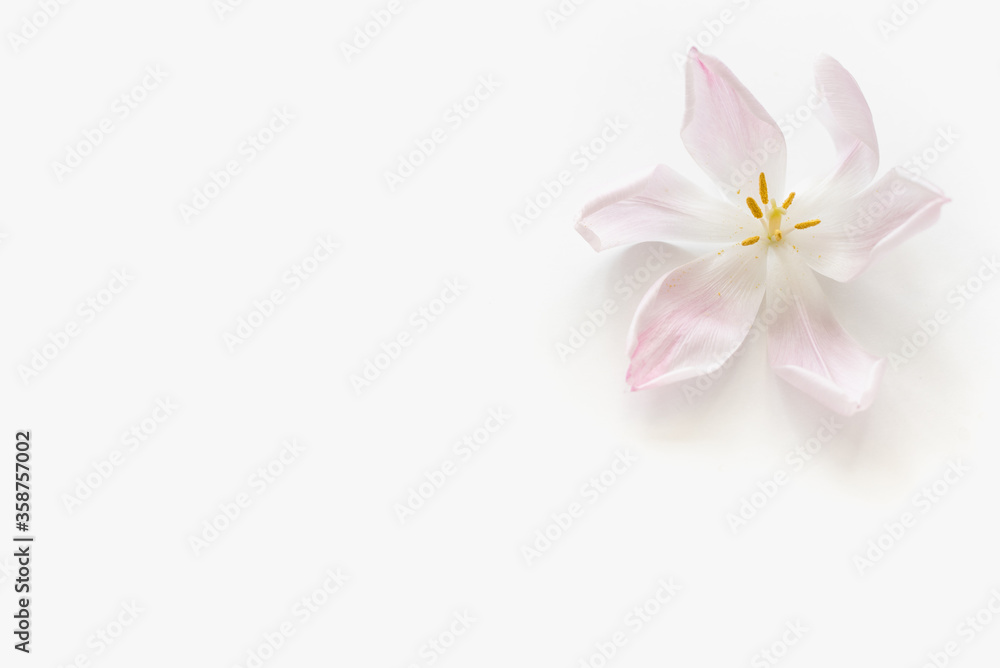 pink flower on white background, pink flower, pink petals