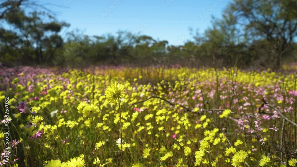 Colourful native wildflowers, Western Australia, Static Shot. Colourful native wildflowers, Western Australia, Static Shot.
