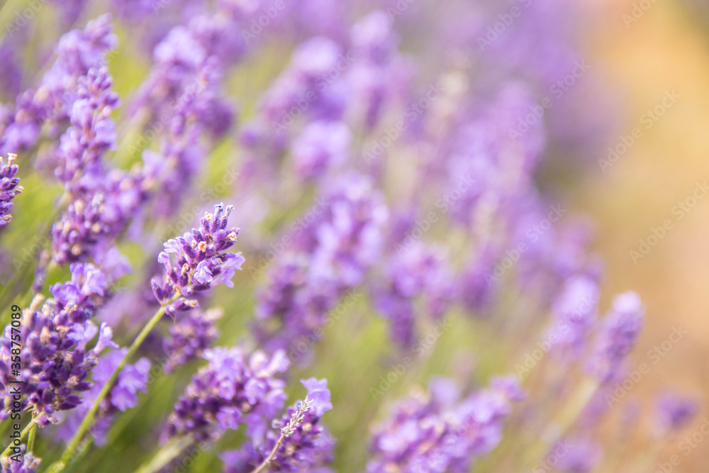 Lavender bushes closeup on sunset.. Field of Lavender, Lavender officinalis. flower field, image for natural background.Very nice view of the lavender fields. Lavender bushes closeup on sunset.. Field of Lavender, Lavender officinalis. flower field, image for natural background.Very nice view of the lavender fields.