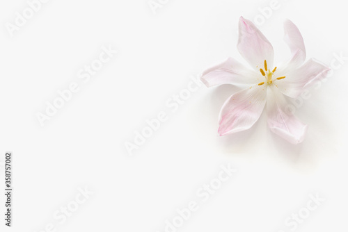 pink flower on white background, pink flower, pink petals