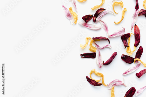 colored petals on white background  tulip petals on white background  color background
