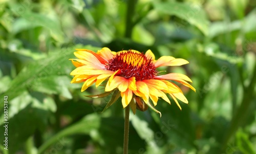 Gaillardia   common name blanket flower . Unpretentious flower for ornamental use. Selective focus.