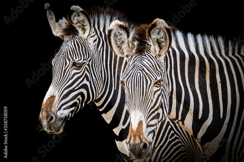 two zebra heads beautiful stripe pattern