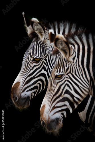 An artistic portrait of a zebra 