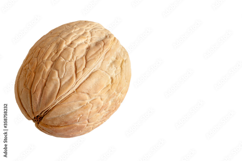 walnut on a white background walnut on a white background