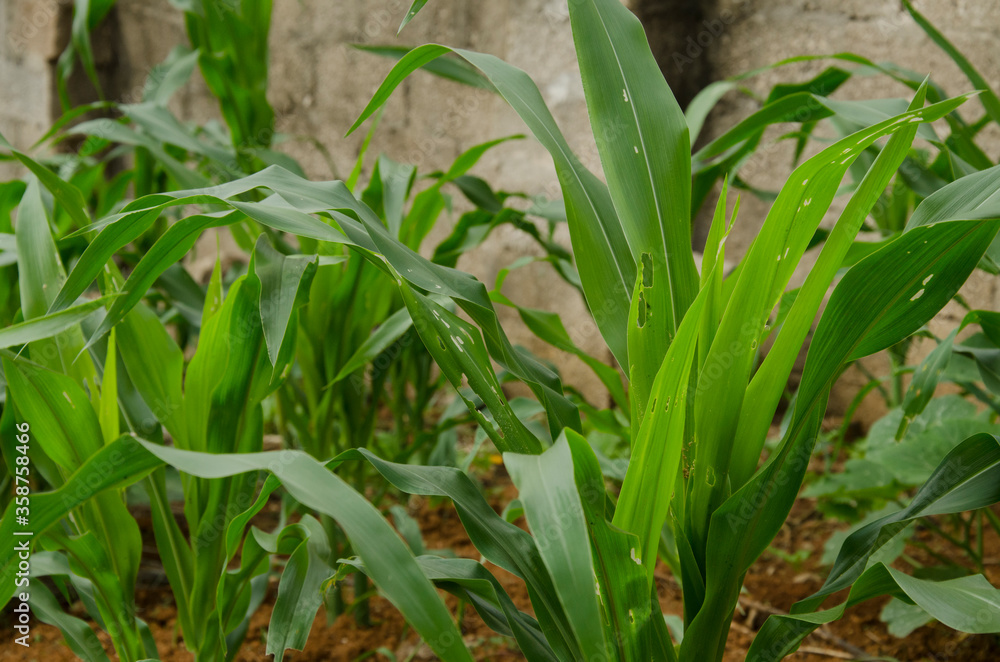 Corn leaf damage by insect and pest.corn leaves attacked by worms in maize field. Corn leaf damage by insect and pest.corn leaves attacked by worms in maize field.