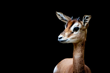 Wandcirkels Antilope Jonge gazelle in open natuur  © Ralph Lear