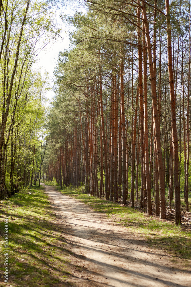 Obraz premium Forest with fir and pine tree-lined walking trail
