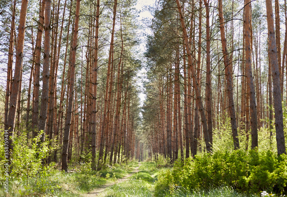 Fototapeta premium Forest with fir and pine tree-lined walking trail