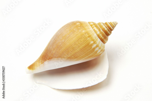 Snail on white background .