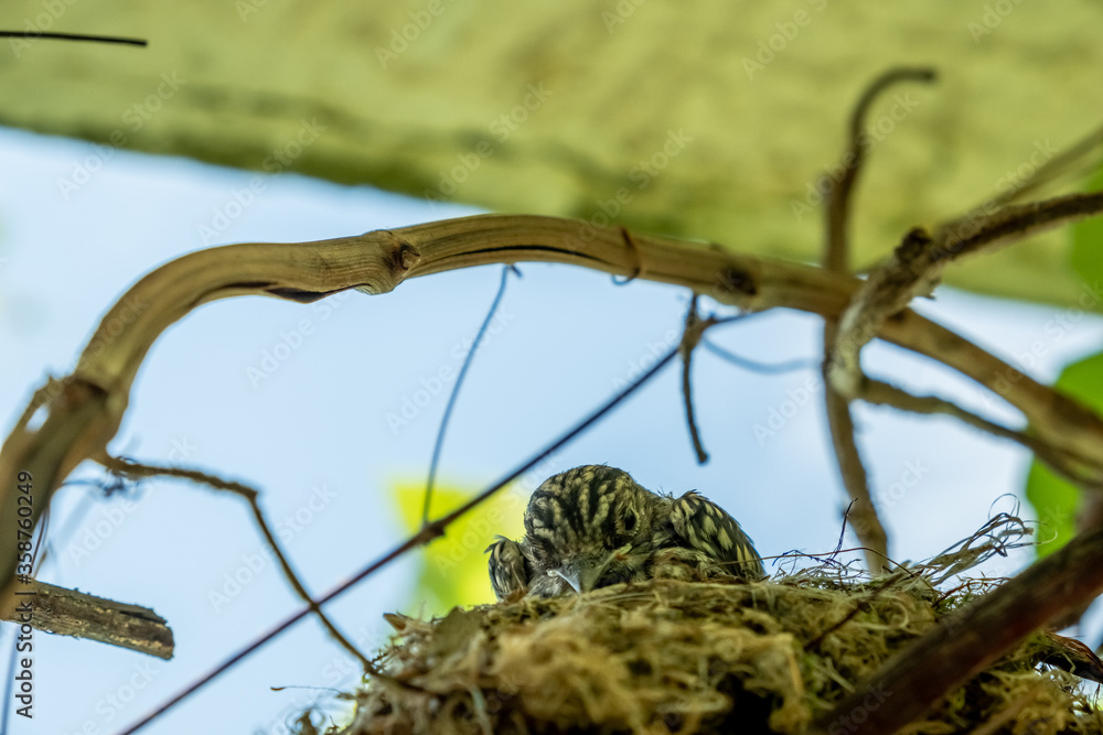 Fototapeta premium bird nest on a tree