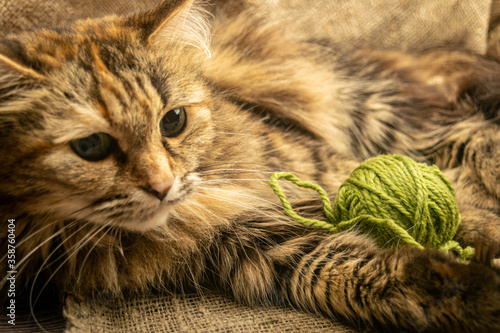 A tabby cat plays with a ball of green thread. Portrait of a pet.