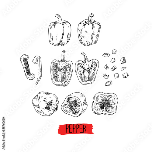 Hand drawn sketch style sweet pepper set. Vector illustration. 
