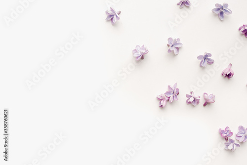 lilac flowers on white background © lelya198814
