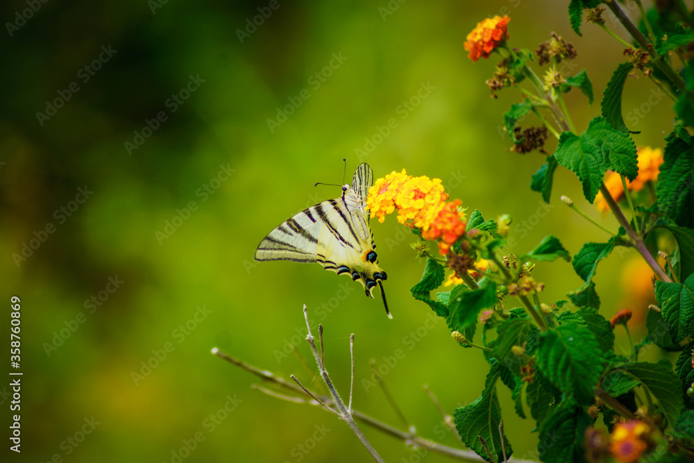 flowers and a butterfly flowers and a butterfly