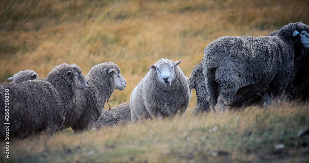 Merino Sheeps in the Torres Del Paine National Park, Patagonia, Chile Merino Sheeps in the Torres Del Paine National Park, Patagonia, Chile