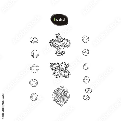 Hand drawn sketch style hazelnut set. Filbert fruits. Hazelnut leaf. Vector illustration. 