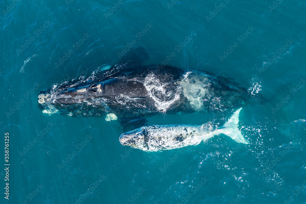 Fototapeta premium Aerial view, Southern right whale and her rare white calf in the shallow protected waters of the Nuevo Gulf, Valdes Peninsula, Argentina.
