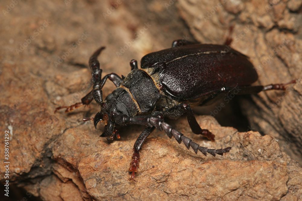 Common sawyer beetle male sitting on a bark. Portrait of the common European longhorn beetle with large antennae. Common sawyer beetle male sitting on a bark. Portrait of the common European longhorn beetle with large antennae.