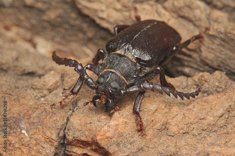 Common sawyer beetle male sitting on a bark. Portrait of the common European longhorn beetle with large antennae. Common sawyer beetle male sitting on a bark. Portrait of the common European longhorn beetle with large antennae.