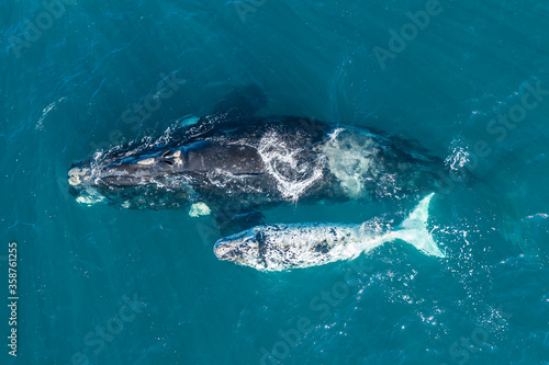 Fotobehang Aerial view, Southern right whale and her rare white calf in the shallow protected waters of the Nuevo Gulf, Valdes Peninsula, Argentina