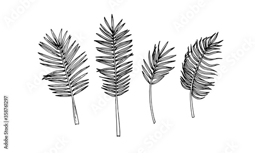 Hand drawn sketch style palm leaves set. Vector illustration. 