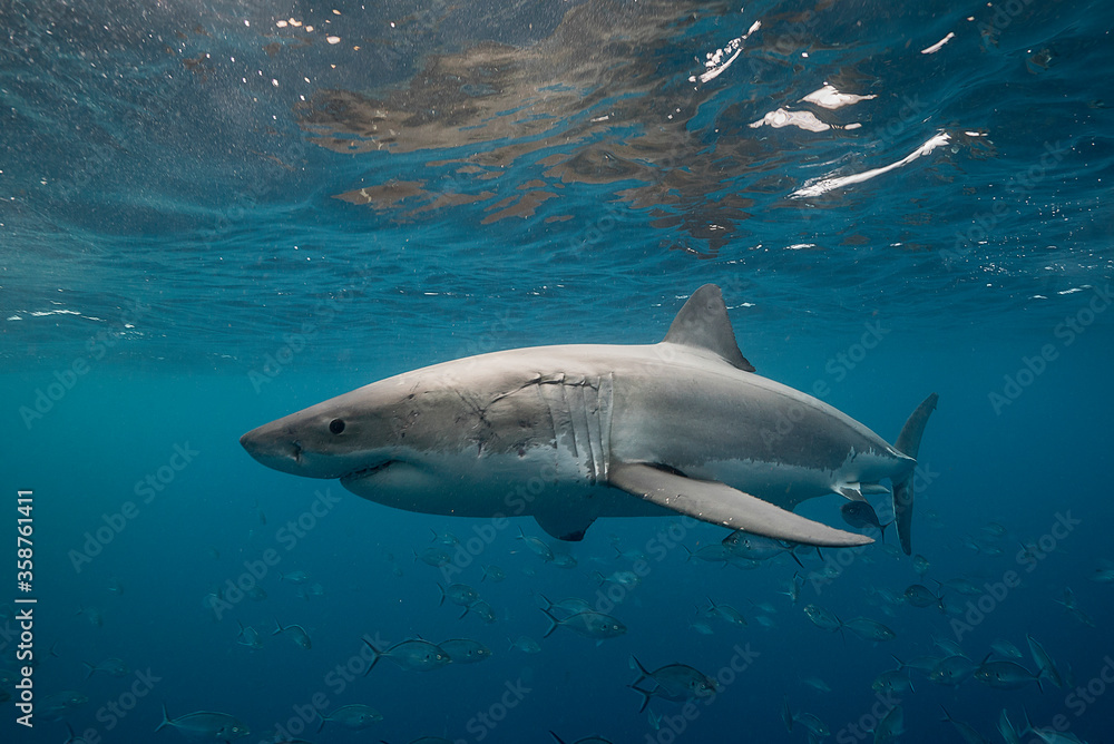 Fototapeta premium Great white shark swimming with a school of jackfish, Neptune Islands, South Australia.