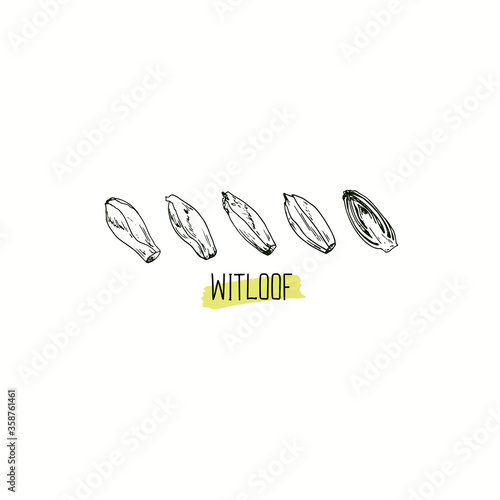 Hand drawn sketch style Witloof set. Vector illustration. 