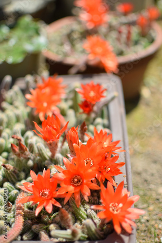 red cactus in the garden                                          