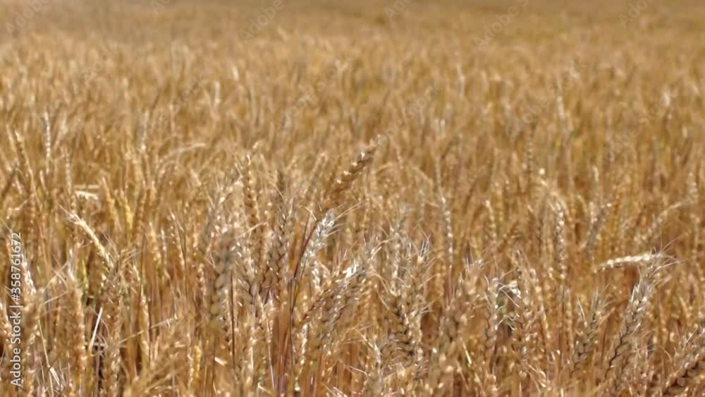 Wheat field. Ears of golden wheat close up. Beautiful Nature Sunset Landscape. Rural Scenery under Shining Sunlight. Background of ripening ears of meadow wheat field. Rich harvest Concept Wheat field. Ears of golden wheat close up. Beautiful Nature Sunset Landscape. Rural Scenery under Shining Sunlight. Background of ripening ears of meadow wheat field. Rich harvest Concept