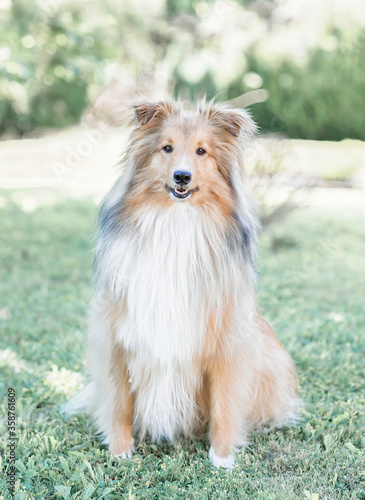 Fotografía Chien berger des Shetland assis, zibeline charbonné, isolé